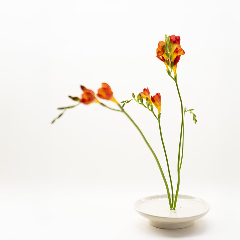 Disco Ikebana - Imagen 2